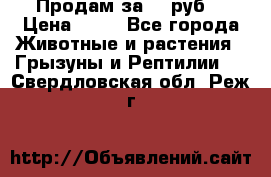 Продам за 50 руб. › Цена ­ 50 - Все города Животные и растения » Грызуны и Рептилии   . Свердловская обл.,Реж г.